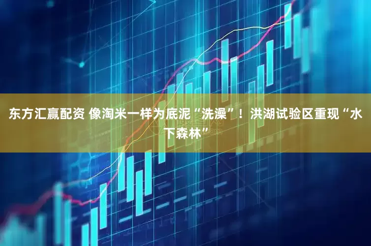 东方汇赢配资 像淘米一样为底泥“洗澡”！洪湖试验区重现“水下森林”